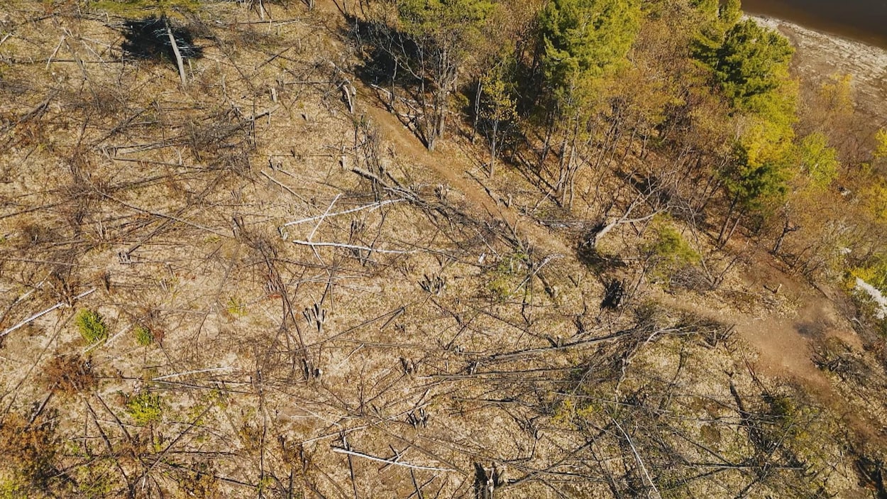 Coupe d’arbres illégale à Sainte-Foy : la police ouvre une enquête