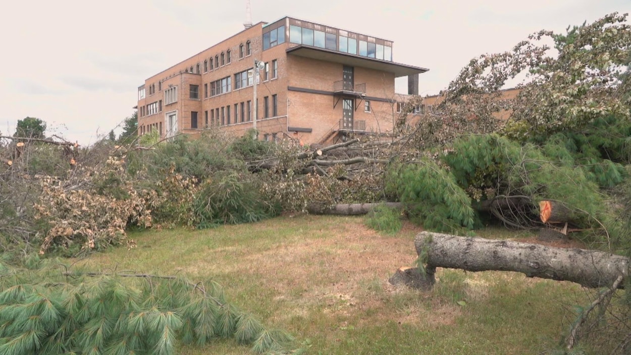 Des arbres abattus devant l'ancienne école des Arbrisseaux, à Compton.
