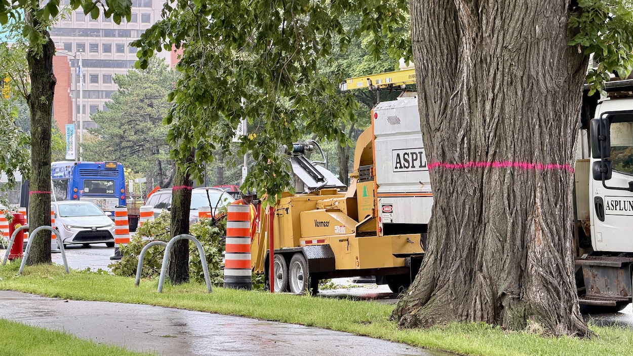L’abattage d’arbres pour le tramway débute sur René-Lévesque