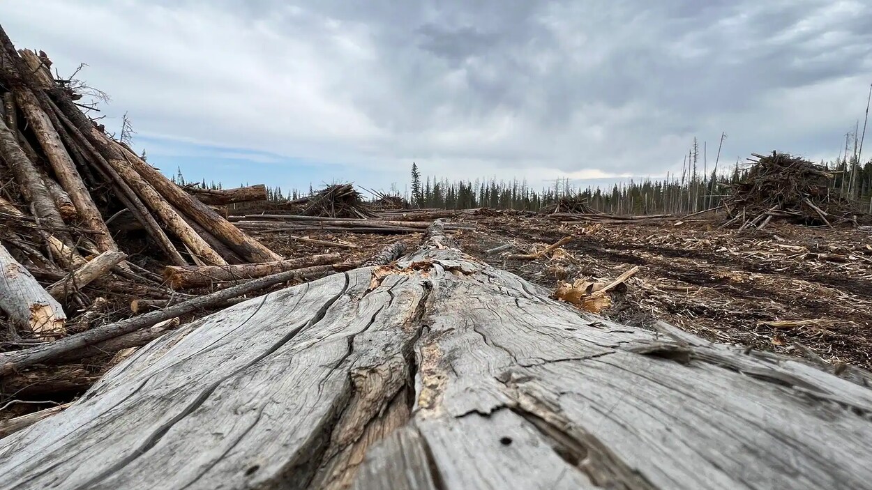 Une coupe à blanc faite par l'industrie forestière dans le nord de la Saskatchewan durant l'été 2022.