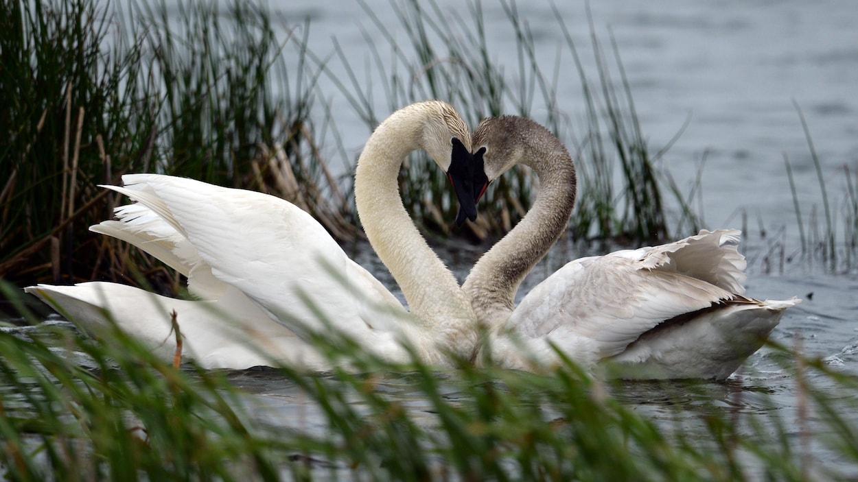 L’autorisation possible de la chasse au cygne siffleur inquiète des chasseurs