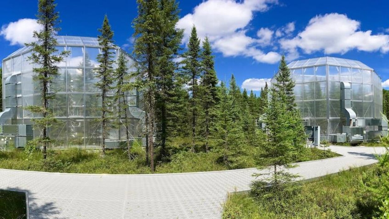 Deux grandes coupoles de verre contenant des parties de forêt boréale, entourées d'arbres.