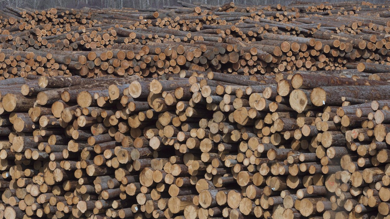 Des milliers de billots de bois destinés à la coupe.