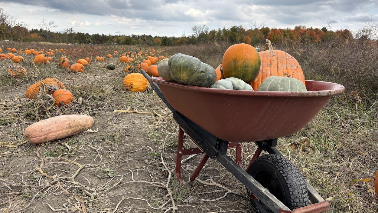 Après un été pluvieux, la récolte des courges et citrouilles bat son plein