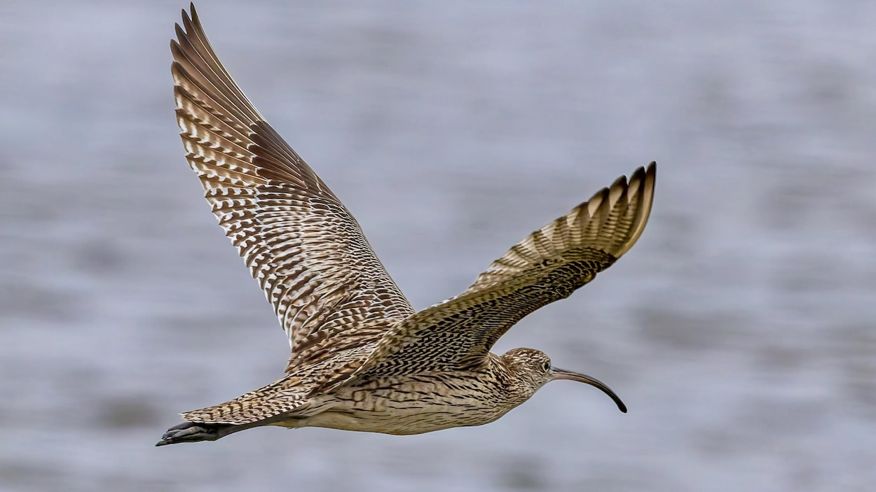 Un oiseau rare observé à Carleton-sur-Mer