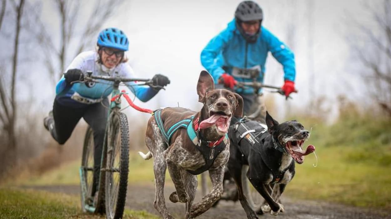 Des athlètes et leurs chiens participent à une course attelée à Val-d’Or