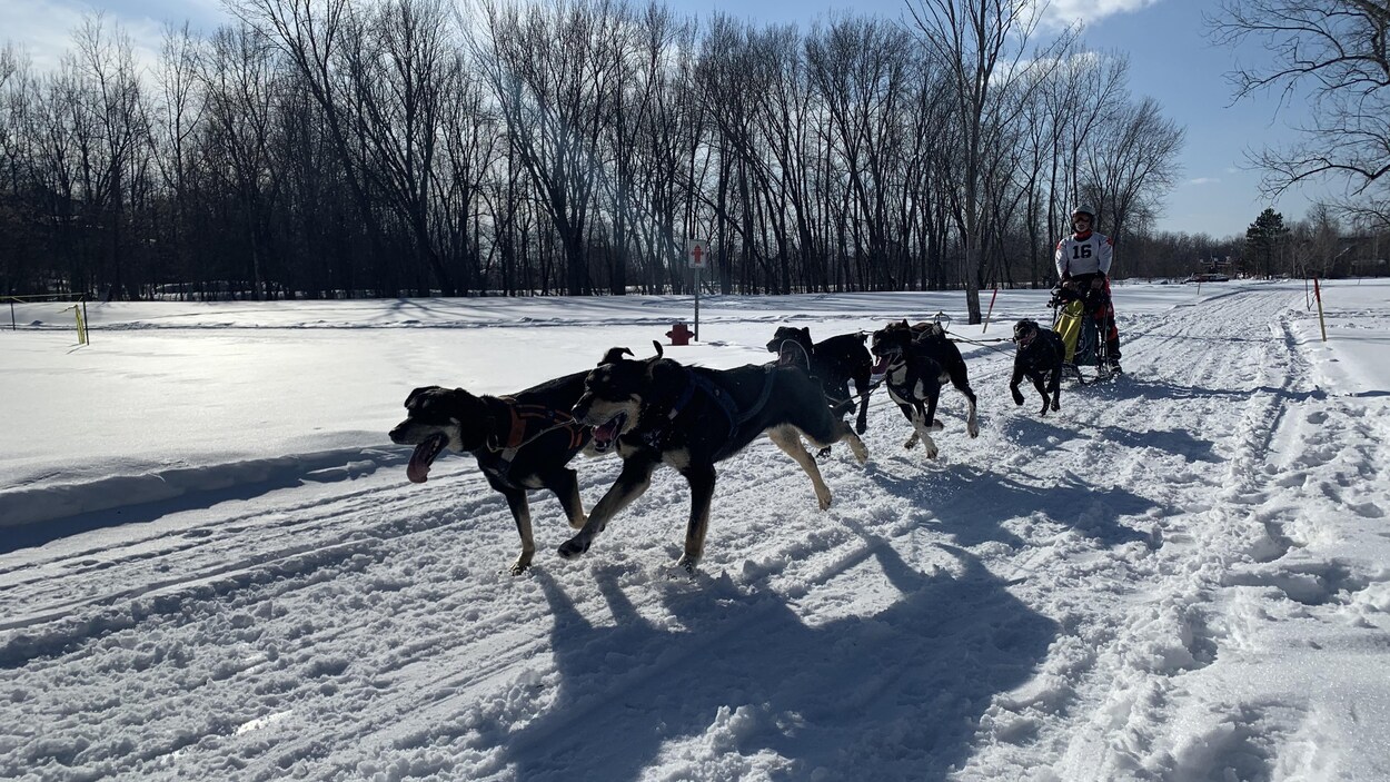Six chiens tirent un traîneau sur la neige dirigé par une personne.