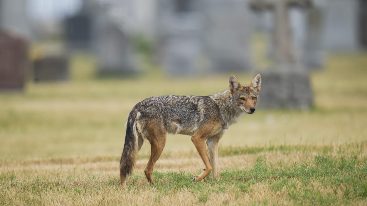 Coexistence difficile avec les coyotes en ville : ce qu’en pensent des experts