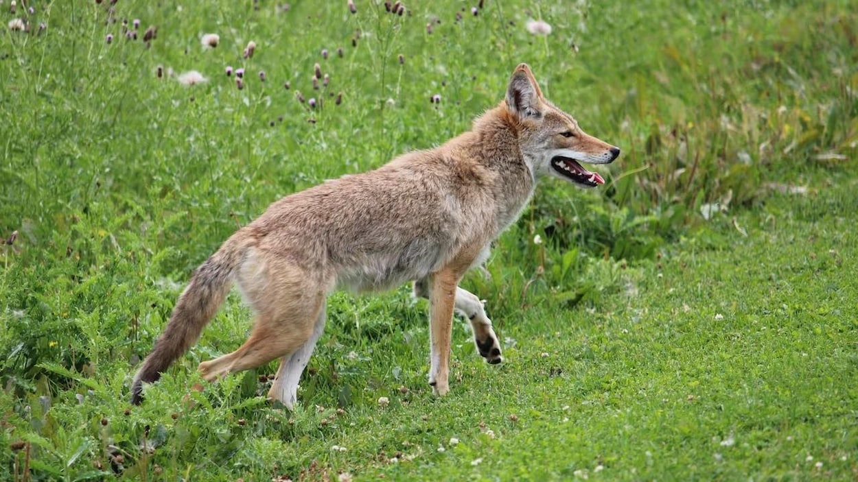 Campements de sans-abri et coyotes: des risques accrus de conflits