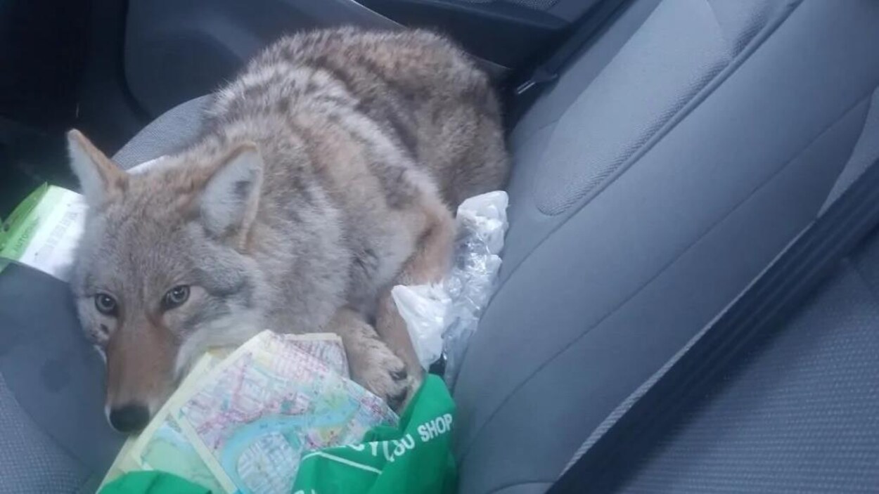 Un coyote couché sur la banquette arrière d'une voiture regarde la caméra.