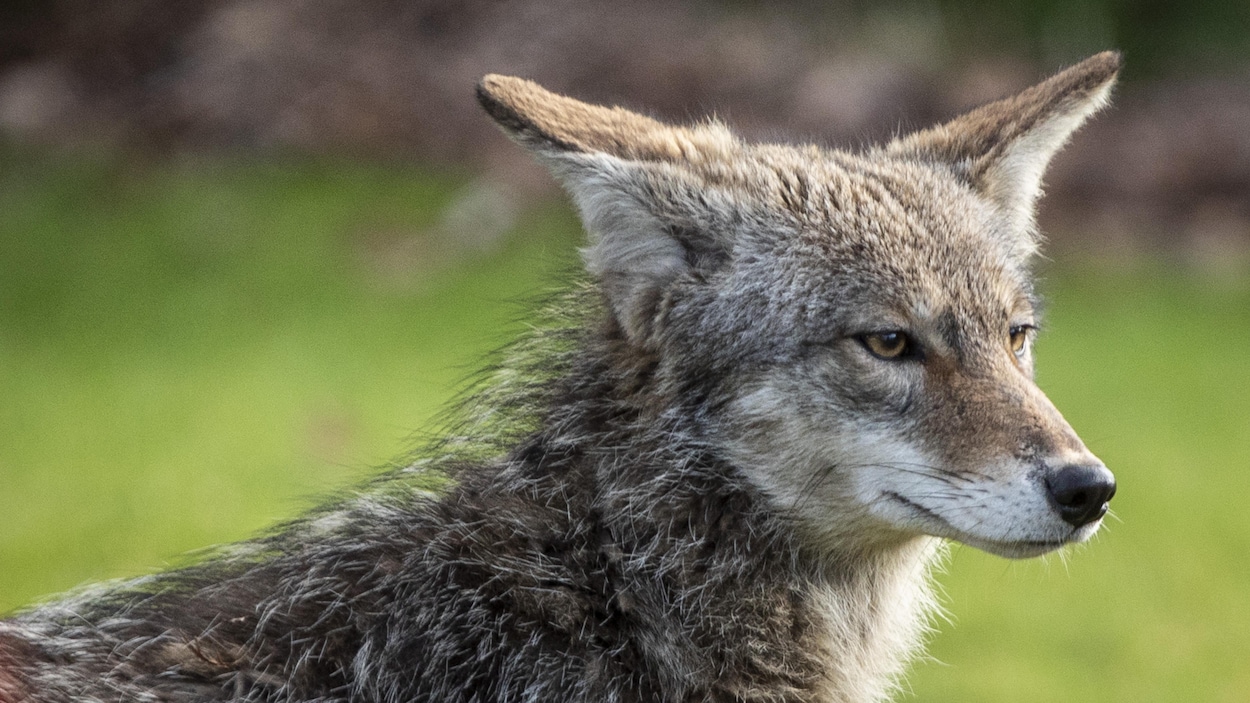 Deux jeunes transportés à l’hôpital : la police met en garde contre les coyotes à Markham
