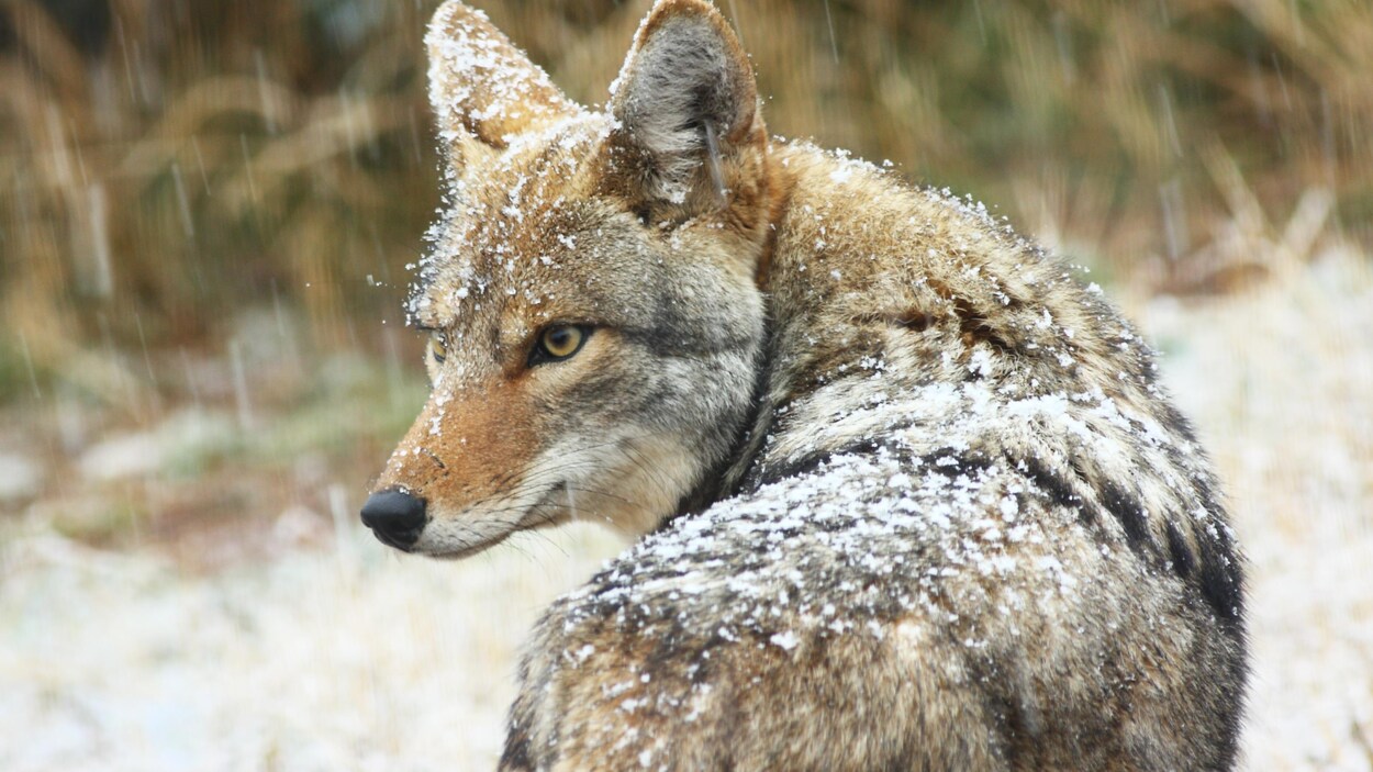 Un coyote sous la neige.