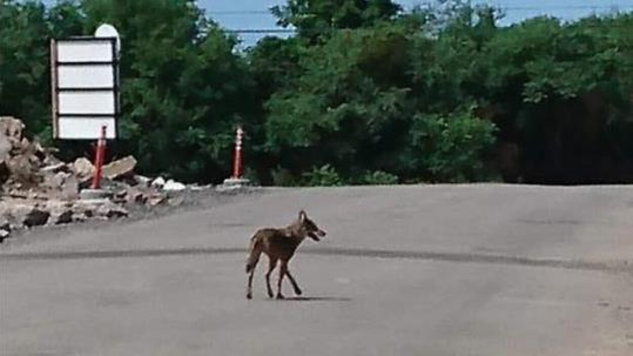 Un coyote au milieu de la rue