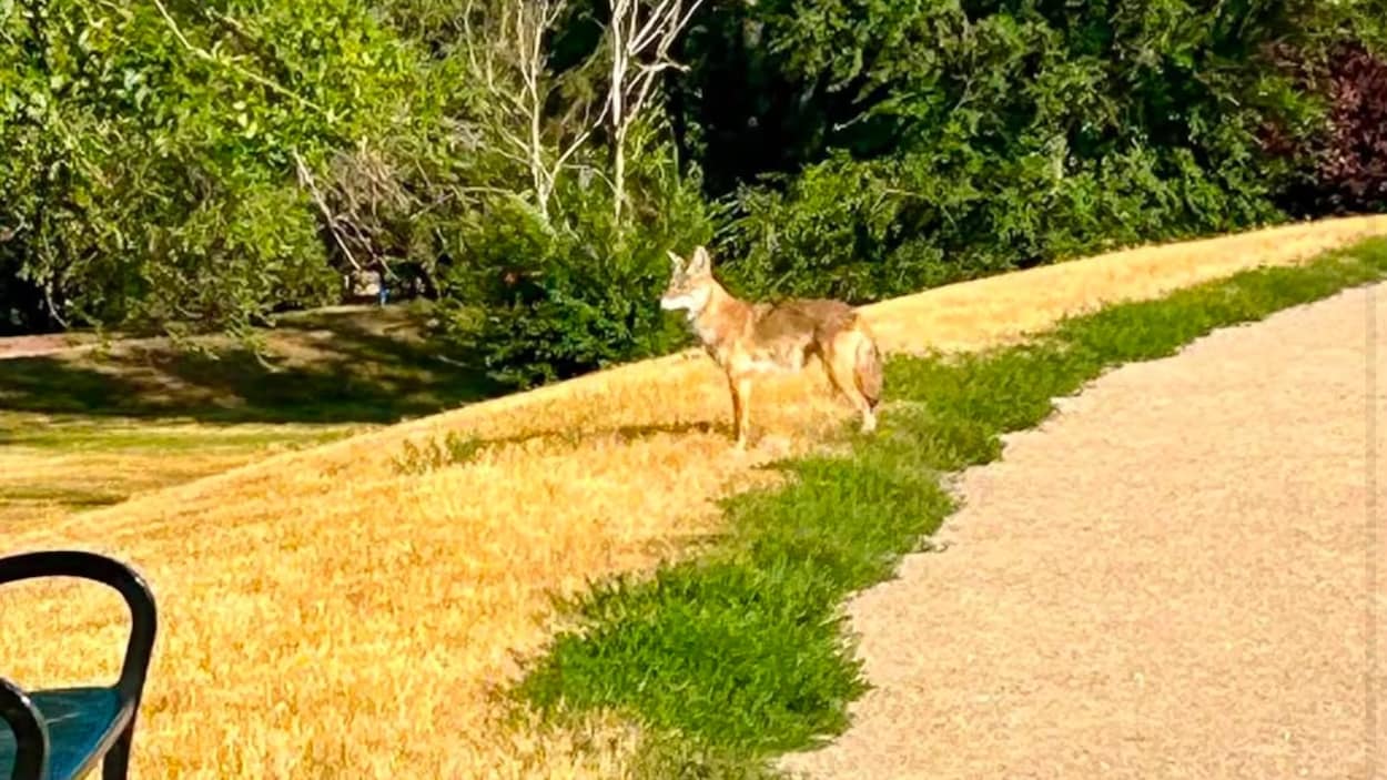 Des résidents du quartier Cathedral à Regina inquiets de la présence de coyotes