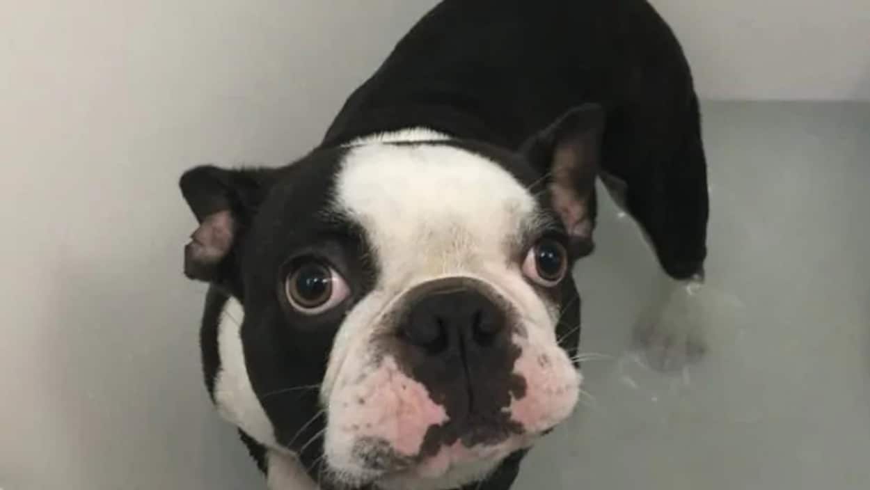 Hank, un chien bulldog.