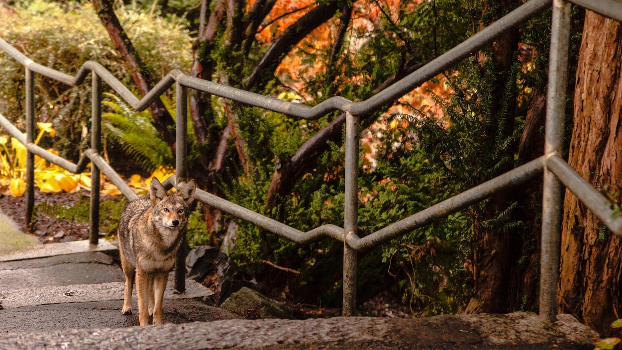 Un coyote dans un parc.