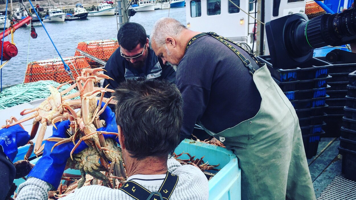 Débarquement de crabes des neiges à Caraquet.