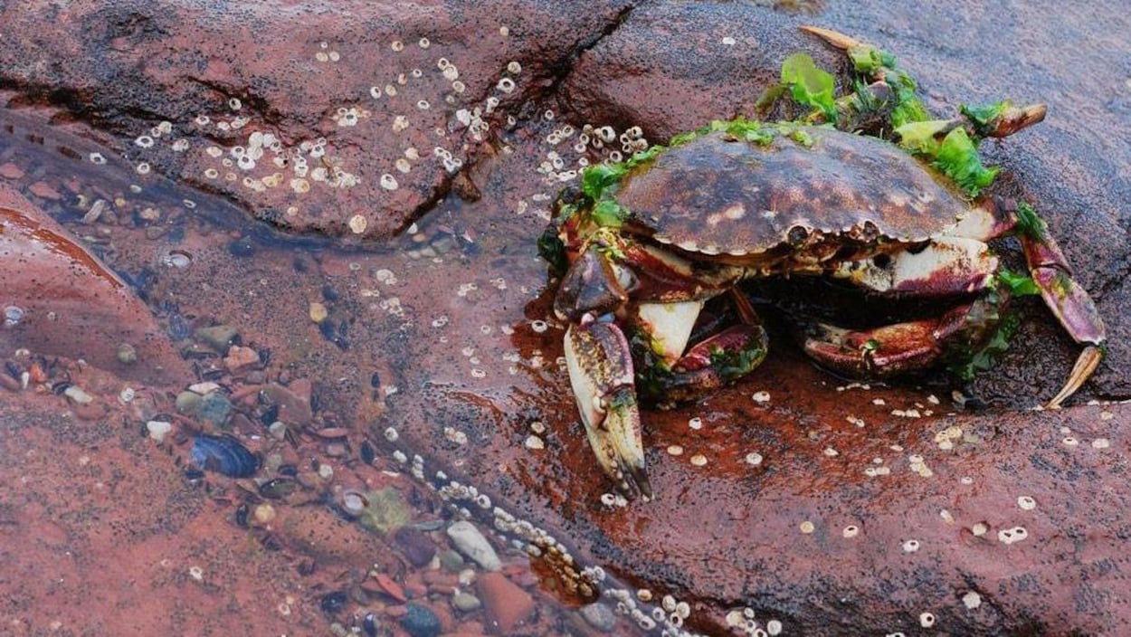 Un crabe commun. Un crabe commun.