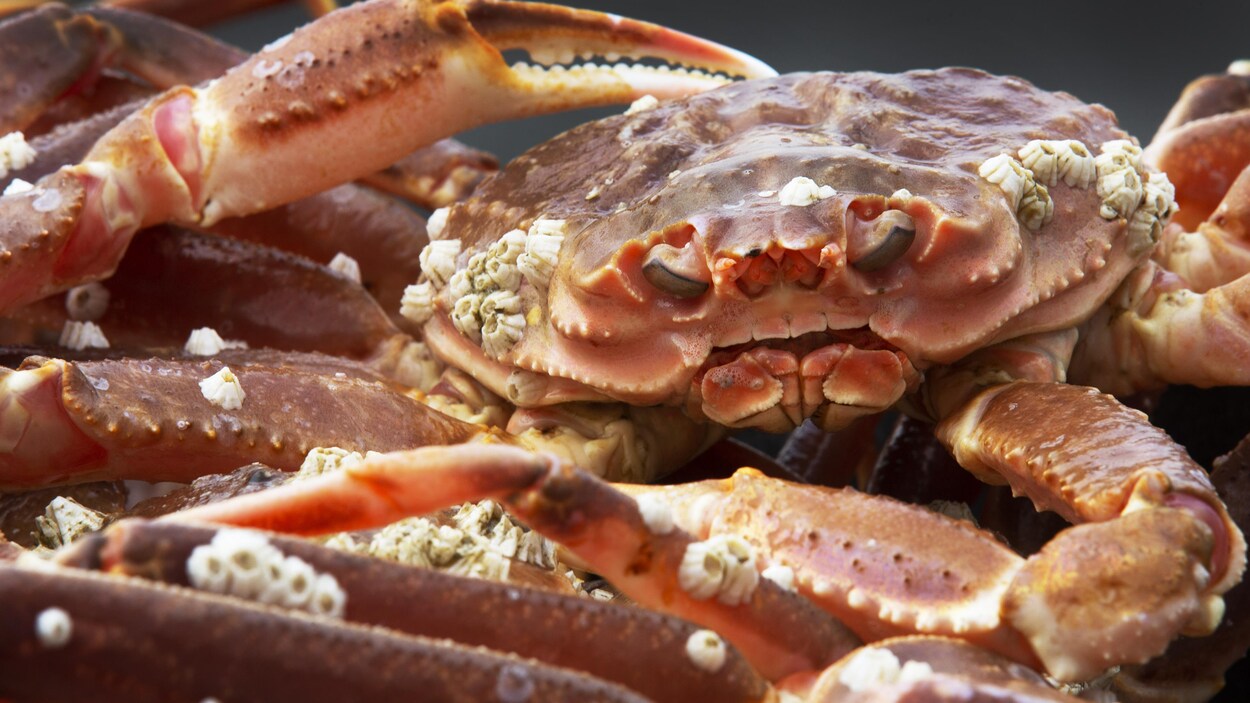 Négociations et glaces pourraient retarder la pêche au crabe à T.-N.-L.