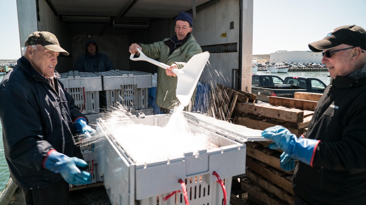 Un pêcheur de crabes tire de la neige sur un arrivage de crabe des neiges dans un contenant ouvert par deux autres pêcheurs.