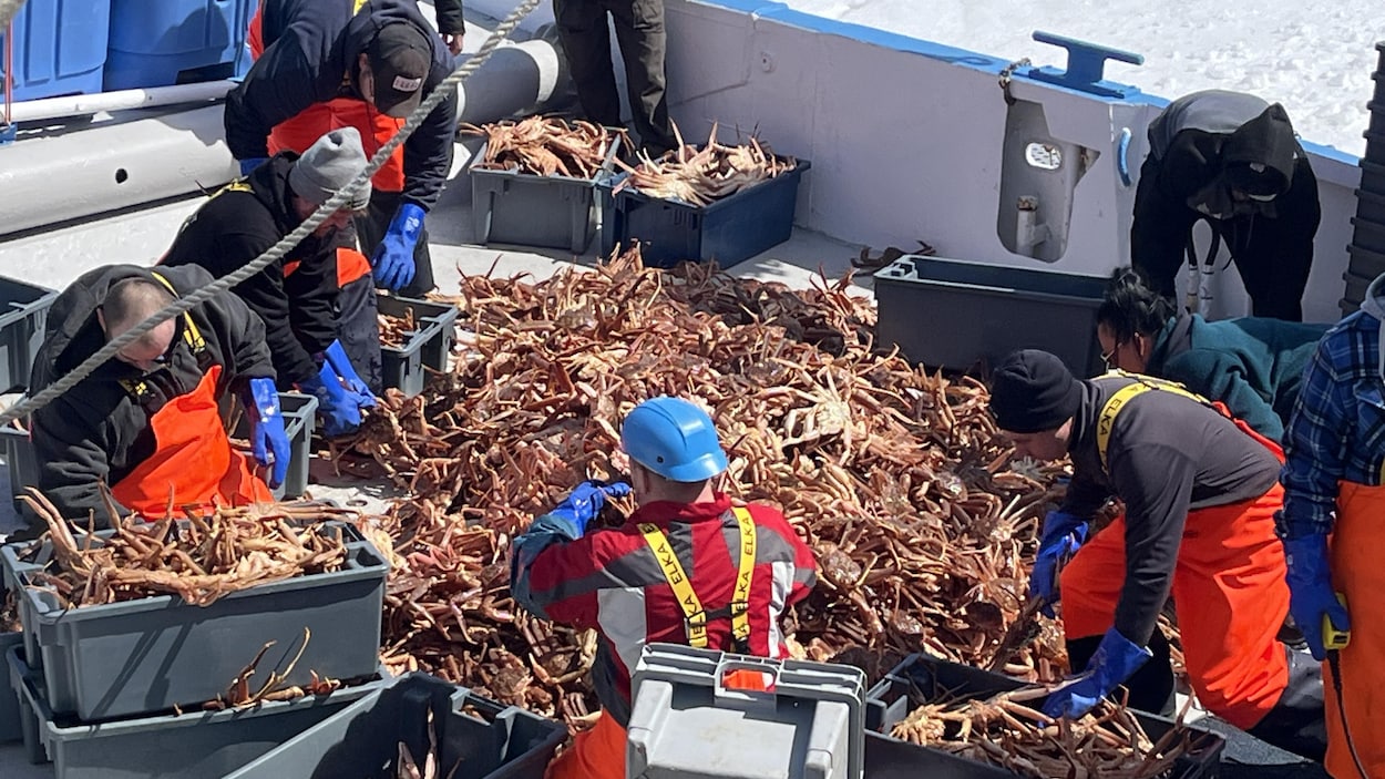 Les premiers débarquements de crabe satisfaisants, malgré le lent départ de saison