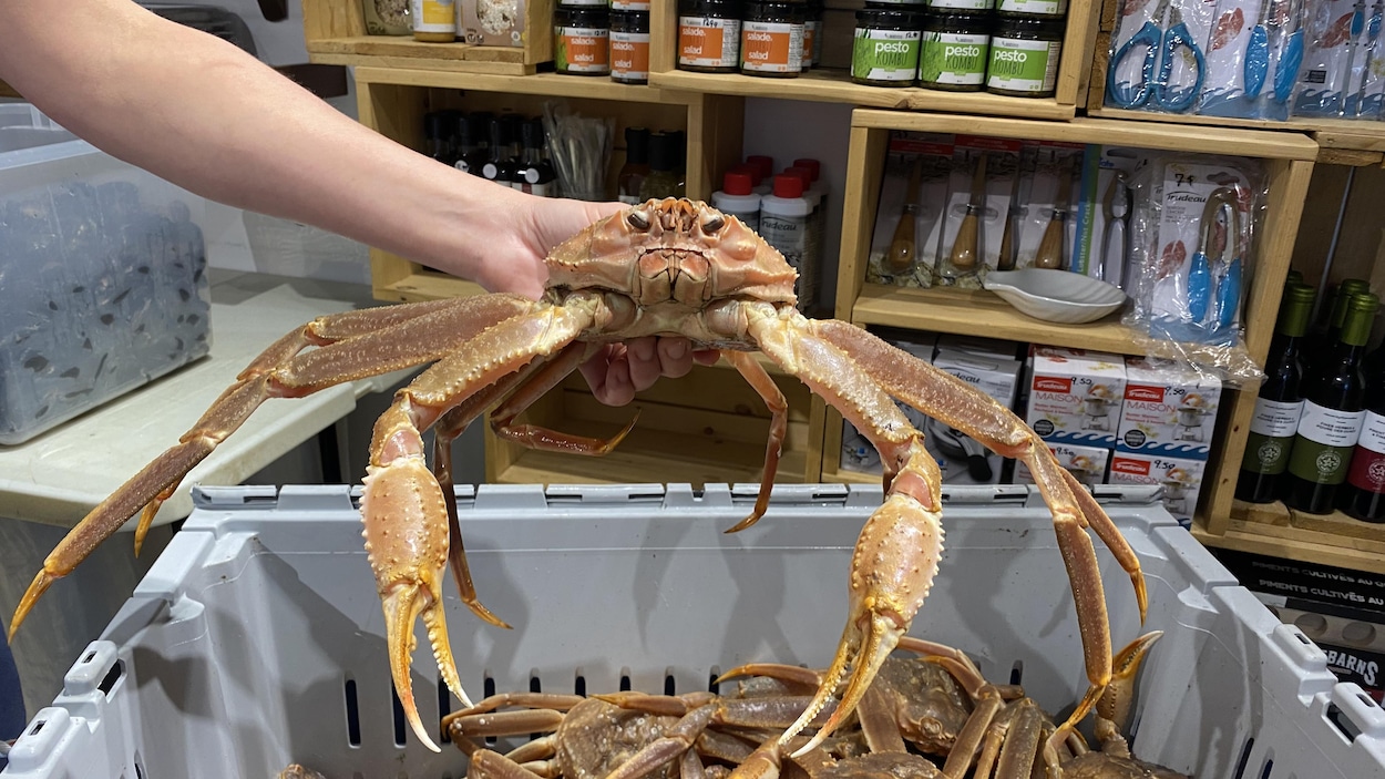 Le crabe des neiges est toujours aussi populaire… et plus cher |  Radio-Canada