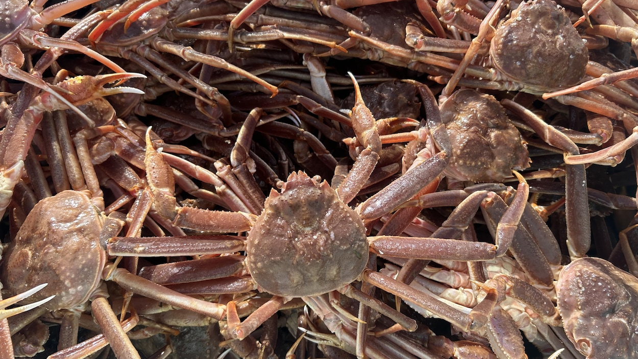 Le stock de crabe des neige en baisse dans l'estuaire