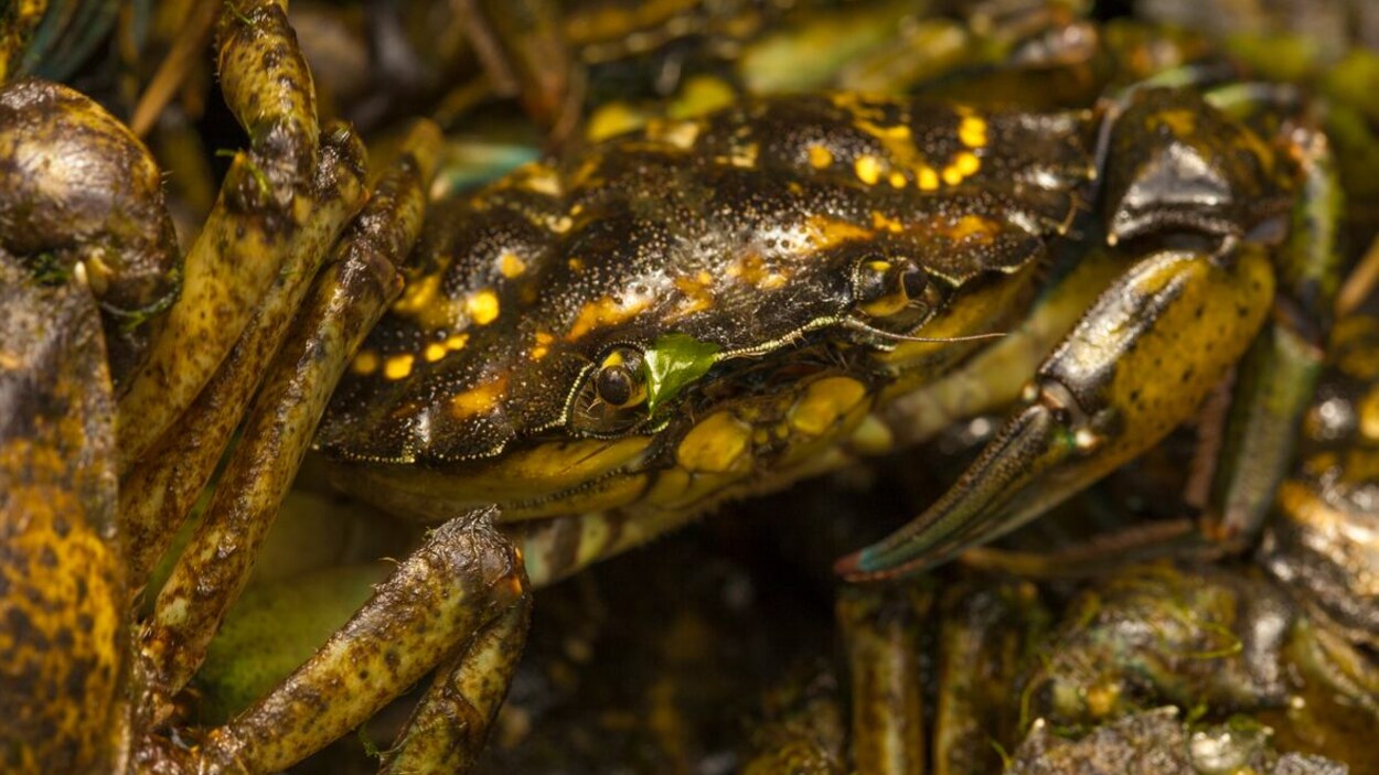 Le Crabe Vert Servira Peut Etre Bientot A Fabriquer Des Objets En Bioplastique Radio Canada Ca