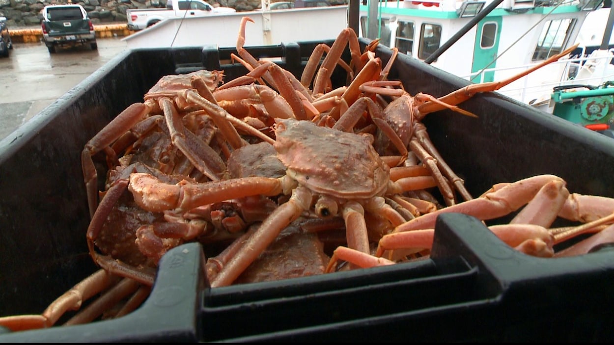 Crabe sur le quai