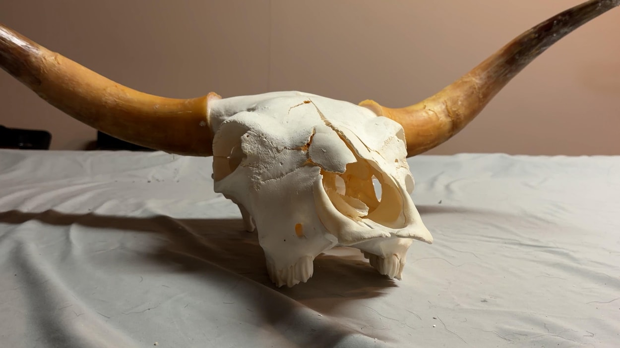 Une tendance prend de l’ampleur chez les taxidermistes et chasseurs : les crânes blanchis