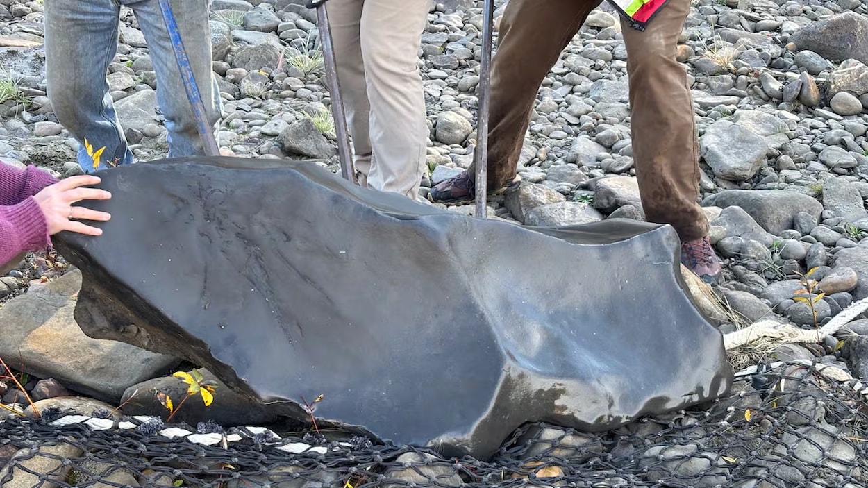 Un crâne fossilisé d’ichtyosaure découvert dans la vallée de la rivière Kiskatinaw