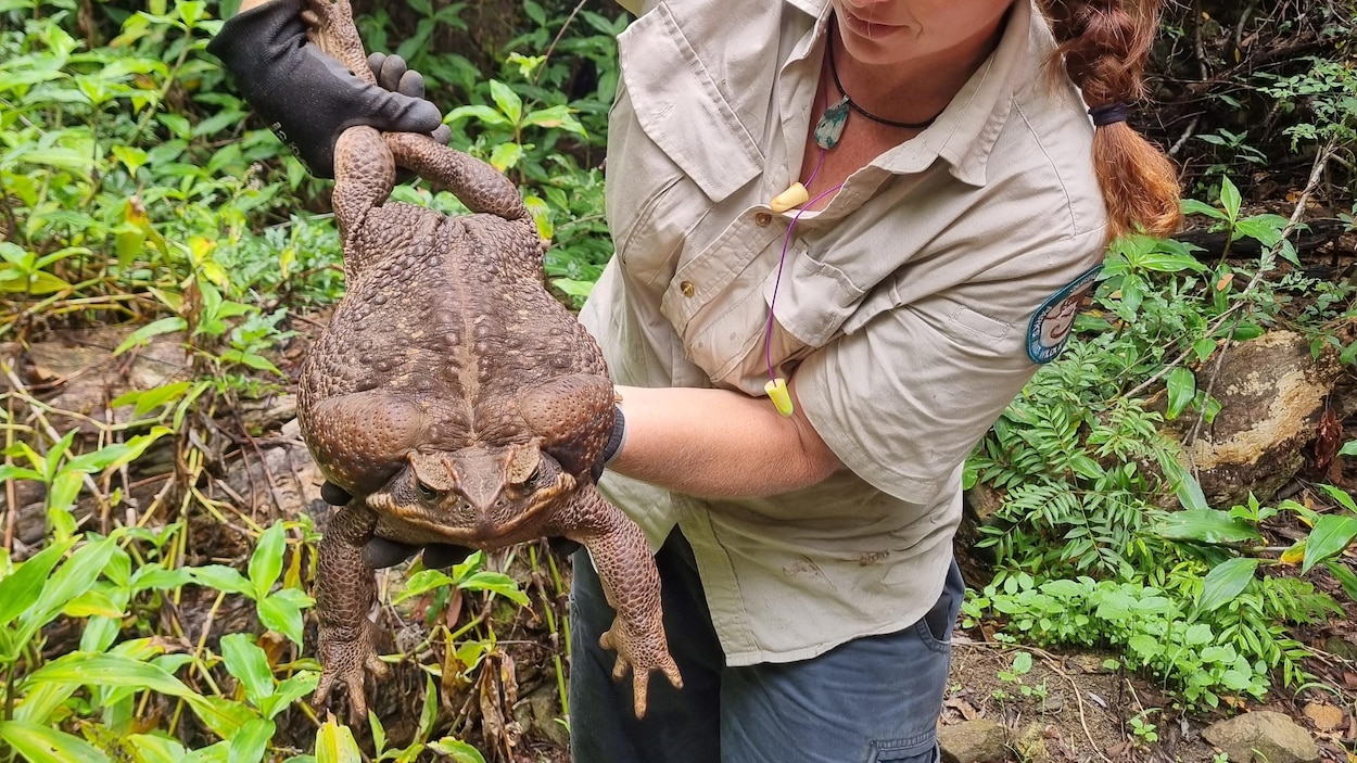 Un crapaudbuffle gros comme un bébé RadioCanada