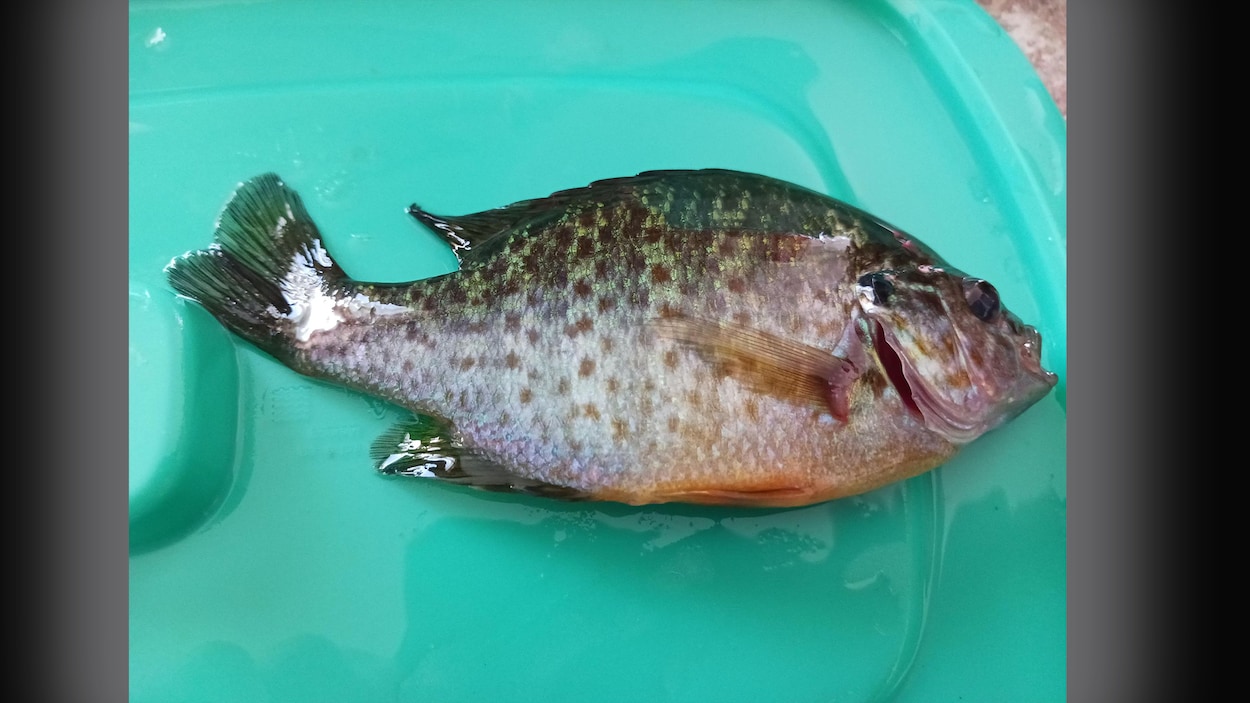 Bas de ligne Bleu petite riviere