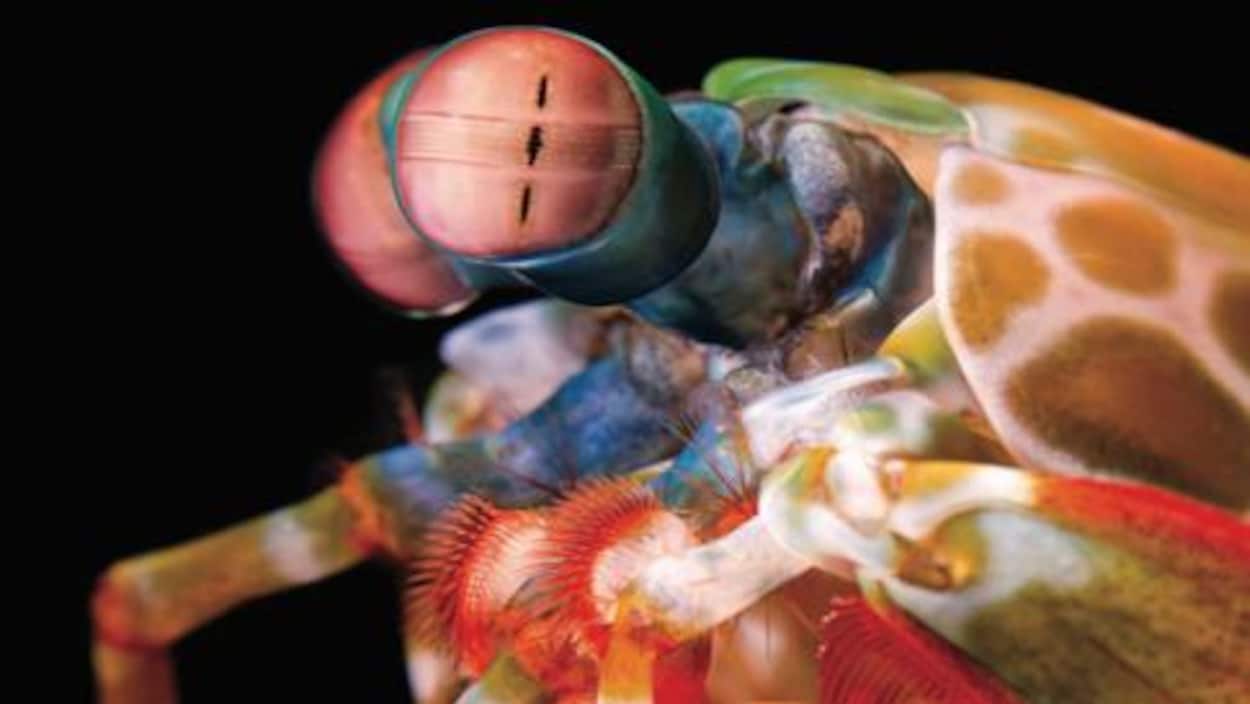 Les yeux extraordinaires de la crevette-mante sont capables d'une rotation indépendante dans les trois degrés de liberté, ce qui conduit à un comportement complexe de stabilisation du regard.