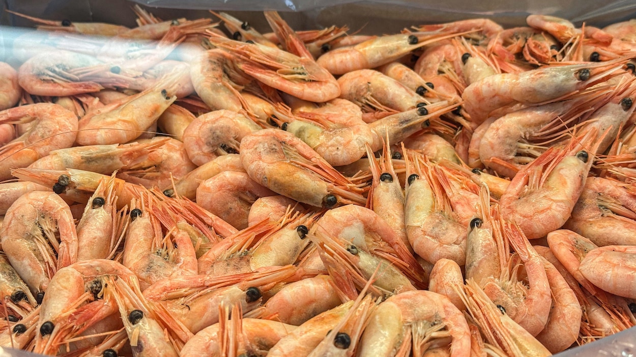 Hausse du quota de crevettes même si la ressource reste fragile