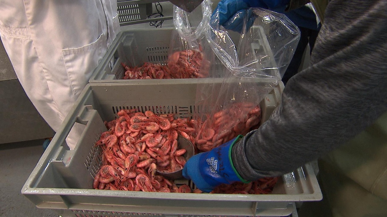 Un employé transfère des crevettes cuites dans des sacs en plastique