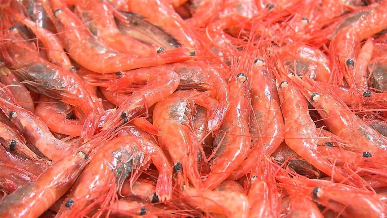 crevettes-nordiques