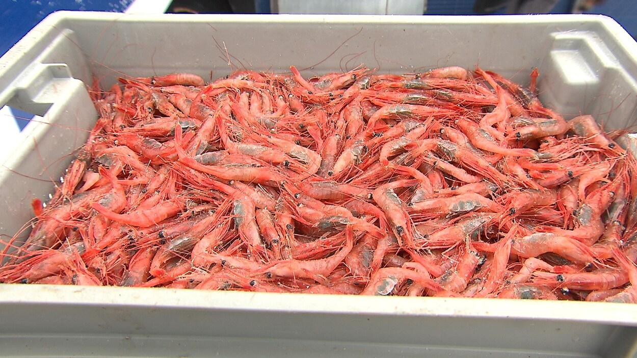 Des crevettes fraîches dans un bac de plastique au moment du débarquement.