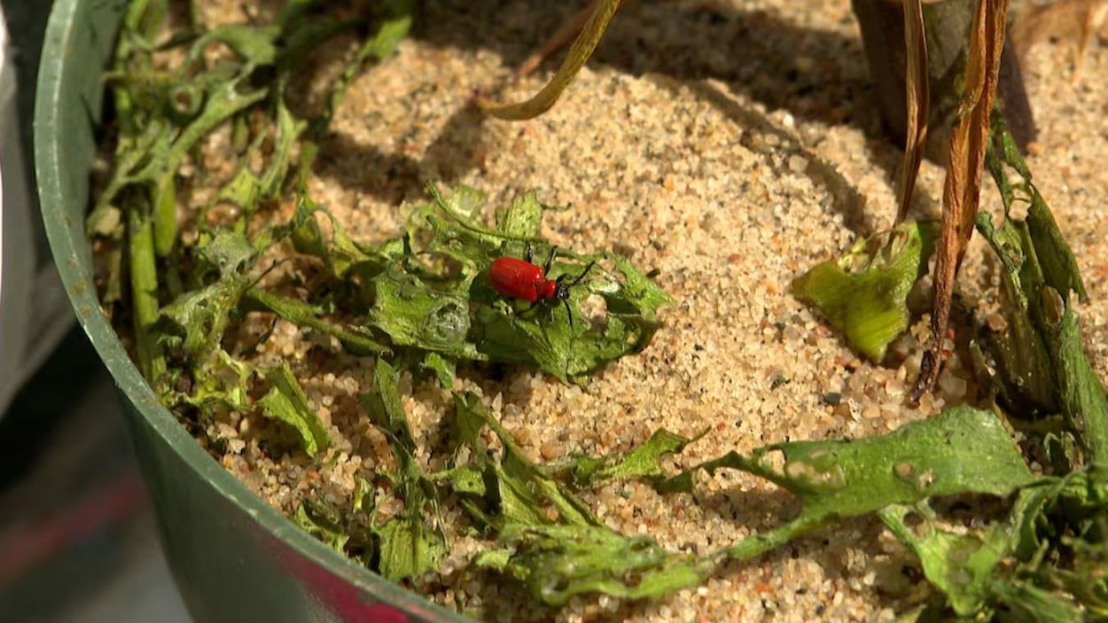 Un petit insecte qui fait des ravages