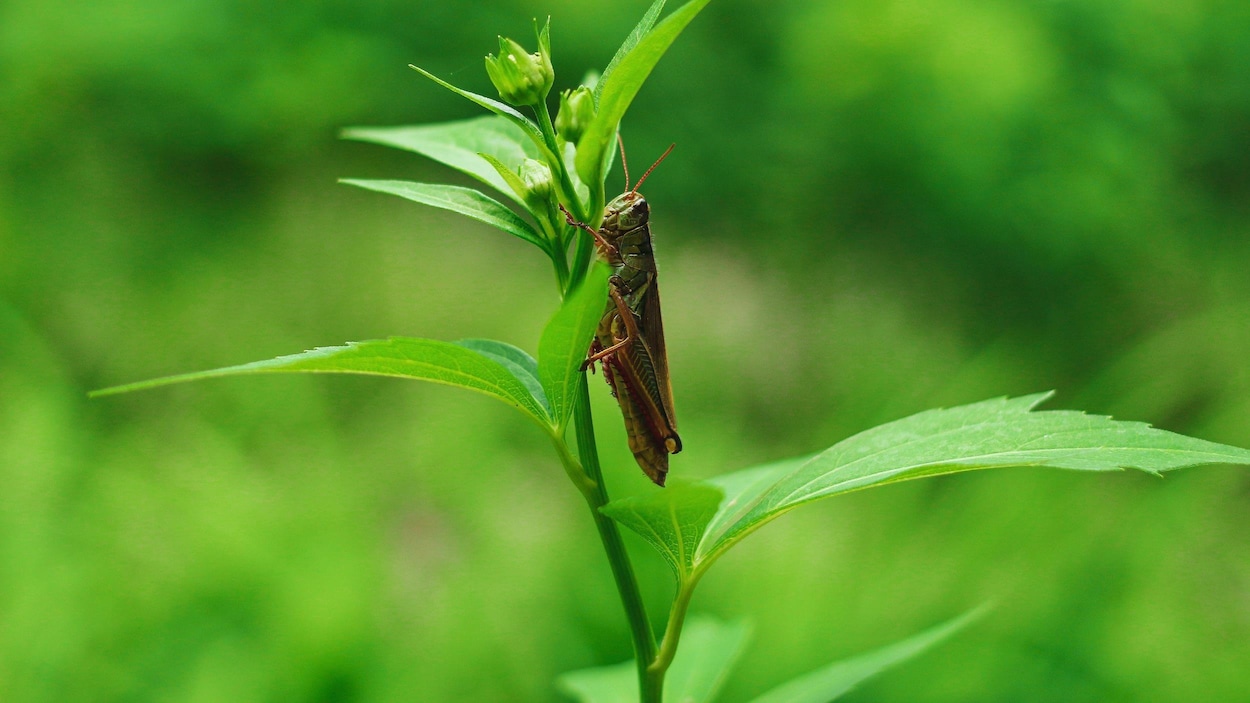 L’entomoculture tient-elle ses promesses environnementales?