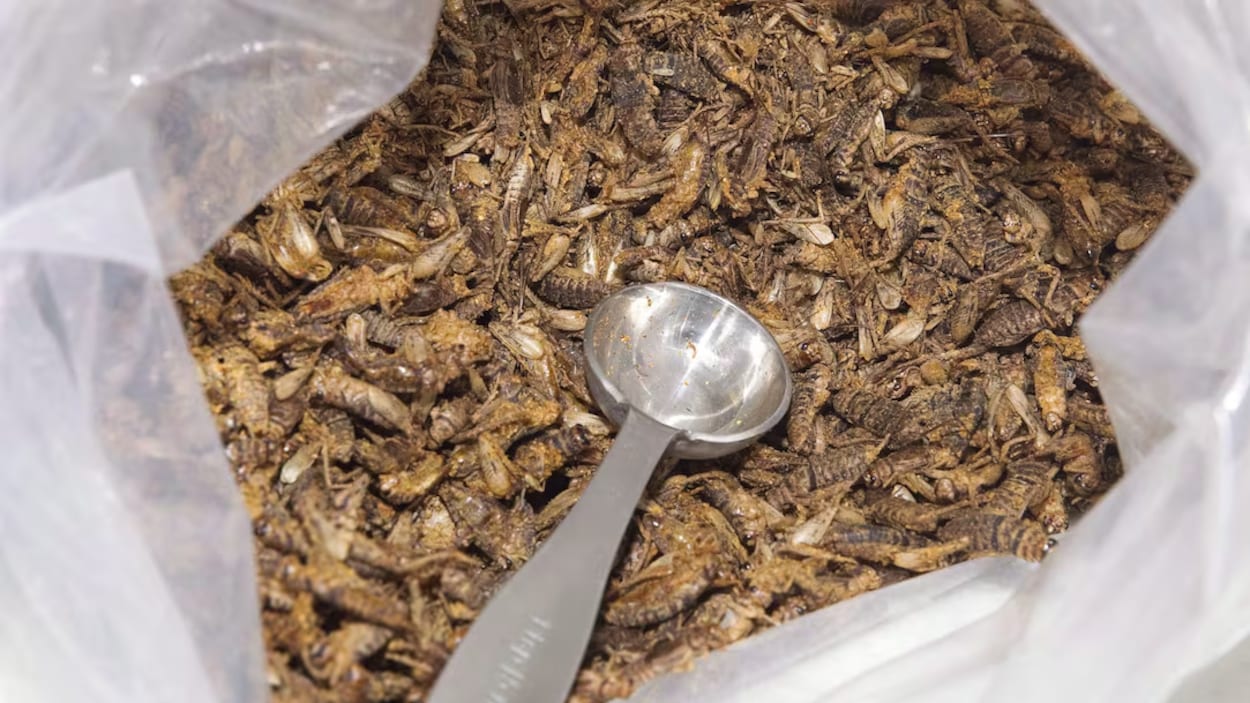 L’industrie de l’élevage d’insectes en mal de viabilité