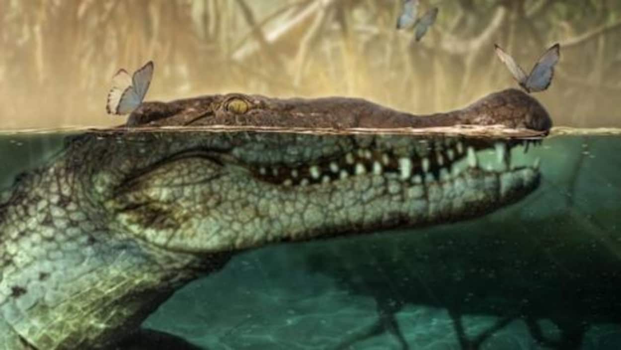 Illustration montrant un crocodile à la surface de l'eau avec un papillon sur le nez.