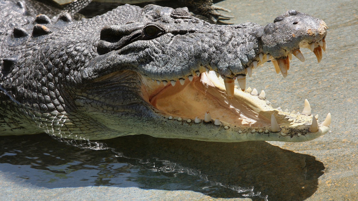 Israël ouvre la voie à l’utilisation de crocodiles pour dissuader les évasions de prisons