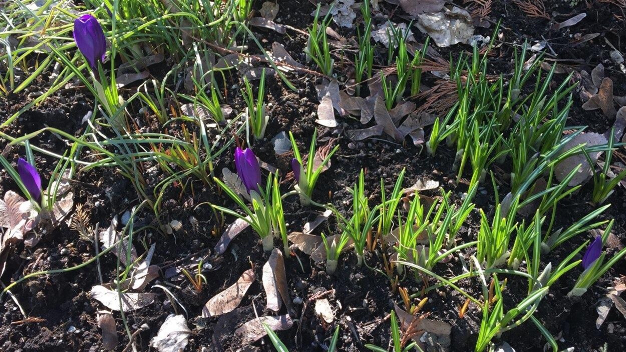 Des crocus Des crocus