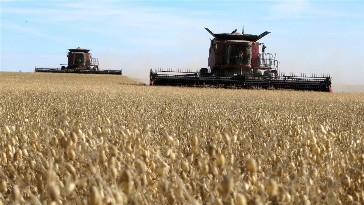 Un champ de blé en Saskatchewan.