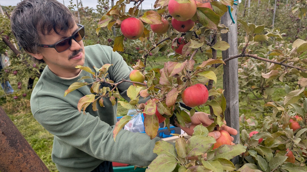 La fièvre de la pomme Honeycrisp gagne le Verger des tourterelles