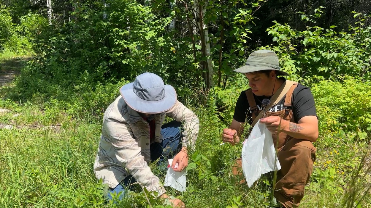 Vivre de la forêt boréale pendant une semaine