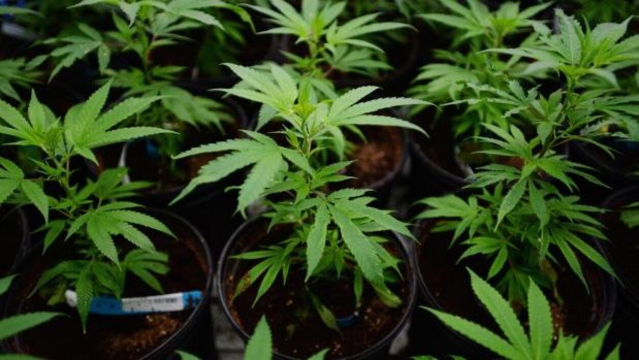 Des plants de cannabis. Des plants de cannabis.
