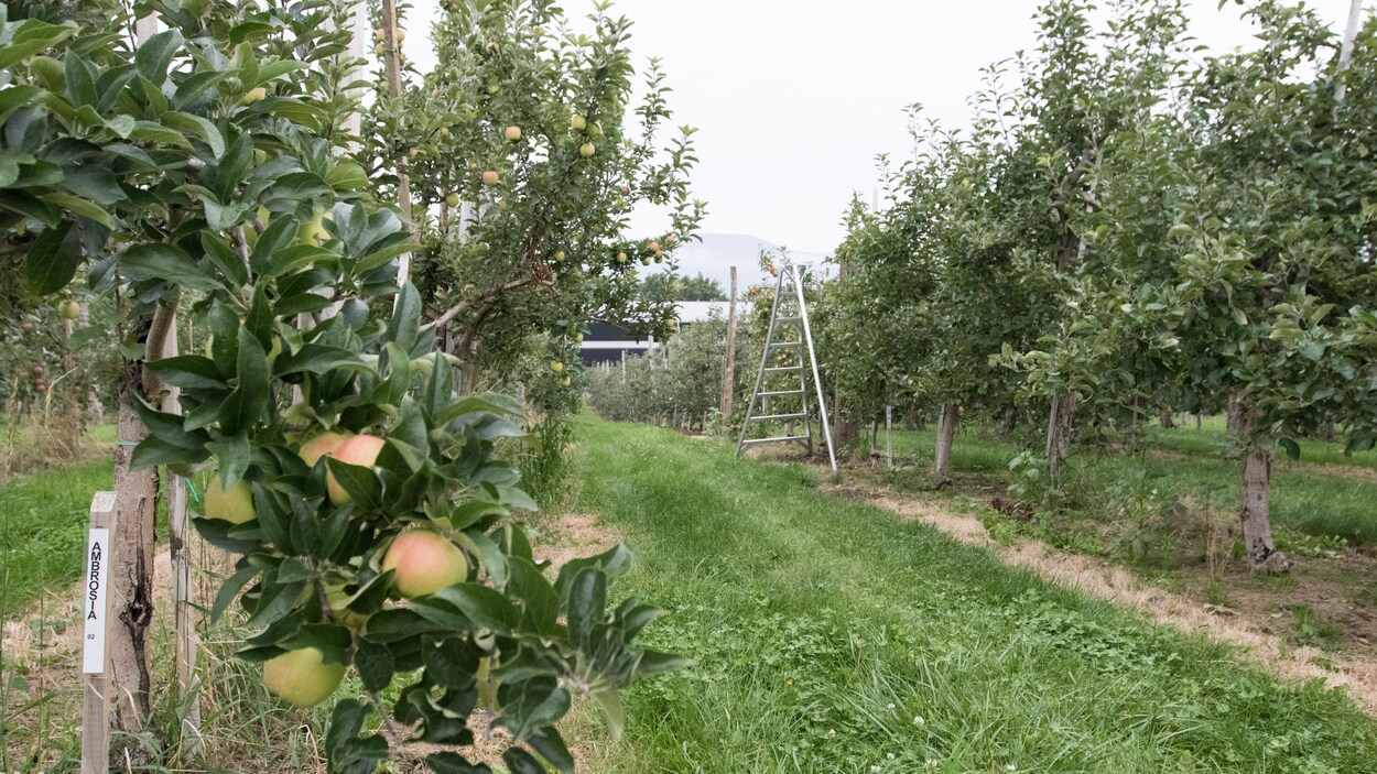 La portion expérimentale du verger où la variété ambrosia est testée. La portion expérimentale du verger où la variété ambrosia est testée.