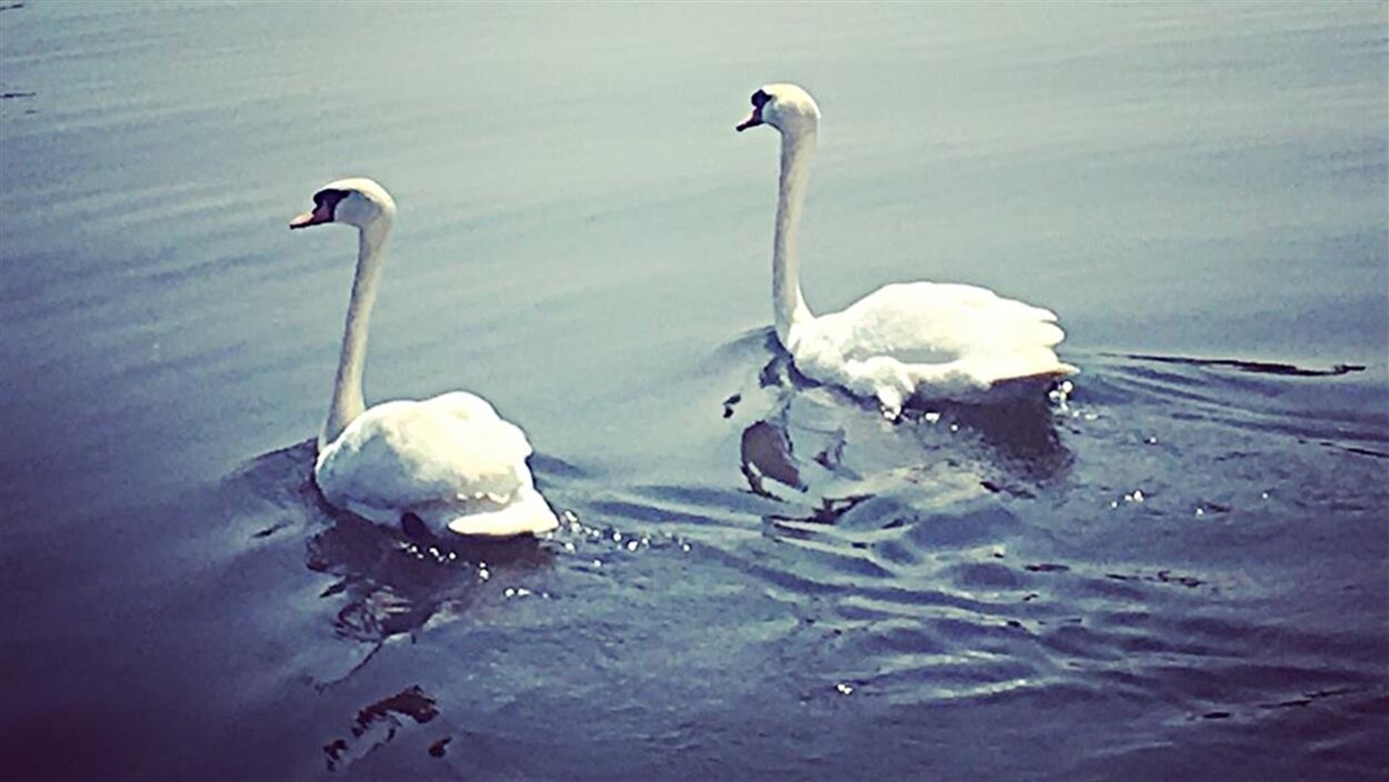 Deux cygnes voguent tranquillement sur le canal Rideau